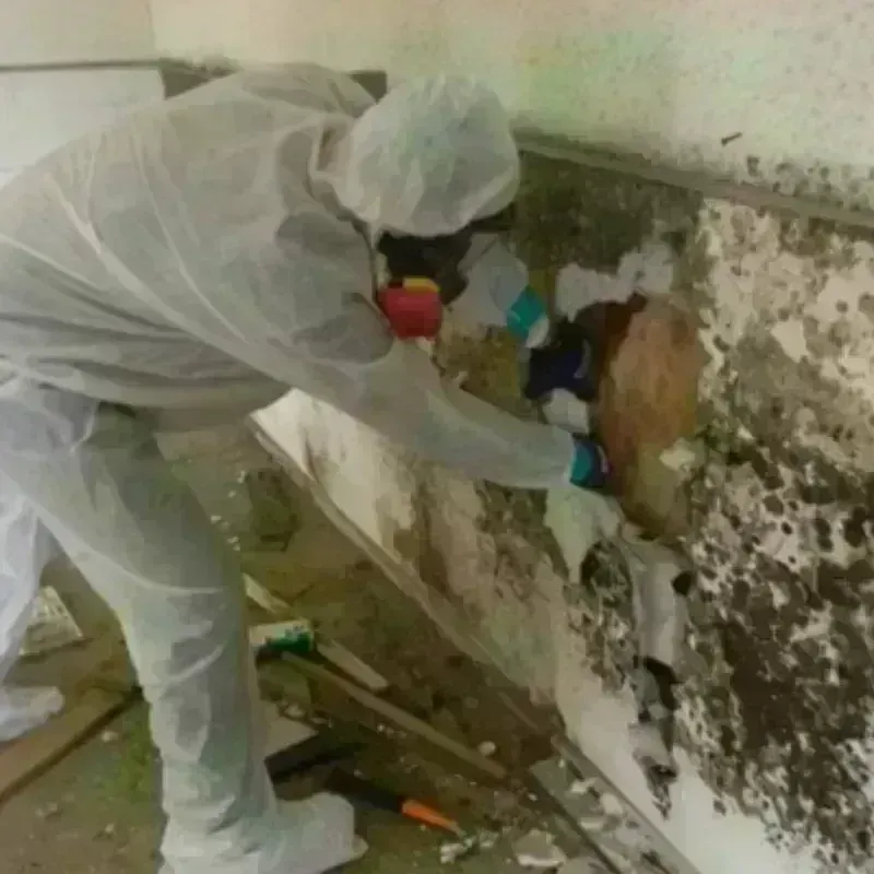 Mold Remediation and Removal in Tehachapi, CA